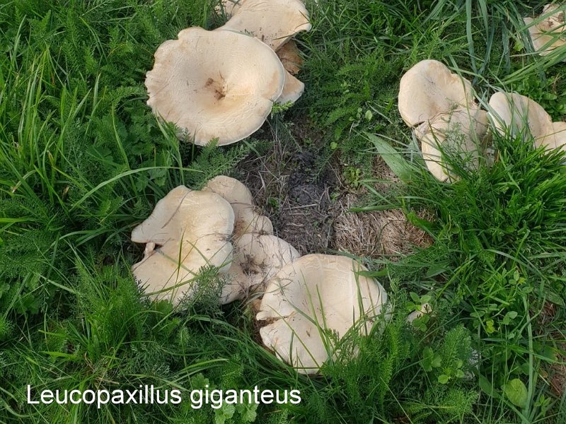 Leucopaxillus giganteus-amf1243.jpg - Leucopaxillus giganteus ; Syn1: Clitocybe gigantea ; Syn2: Paxillus giganteus ; Nom français: Leucopaxille géant